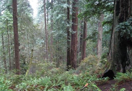 trees trees